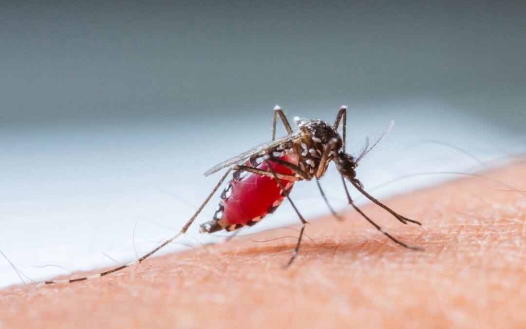 Neuer Impfstoff gegen Dengue Fieber in Österreich verfügbar.  Eröffnung der Erweiterung des Global Pathogen Safety Labors von Takeda
