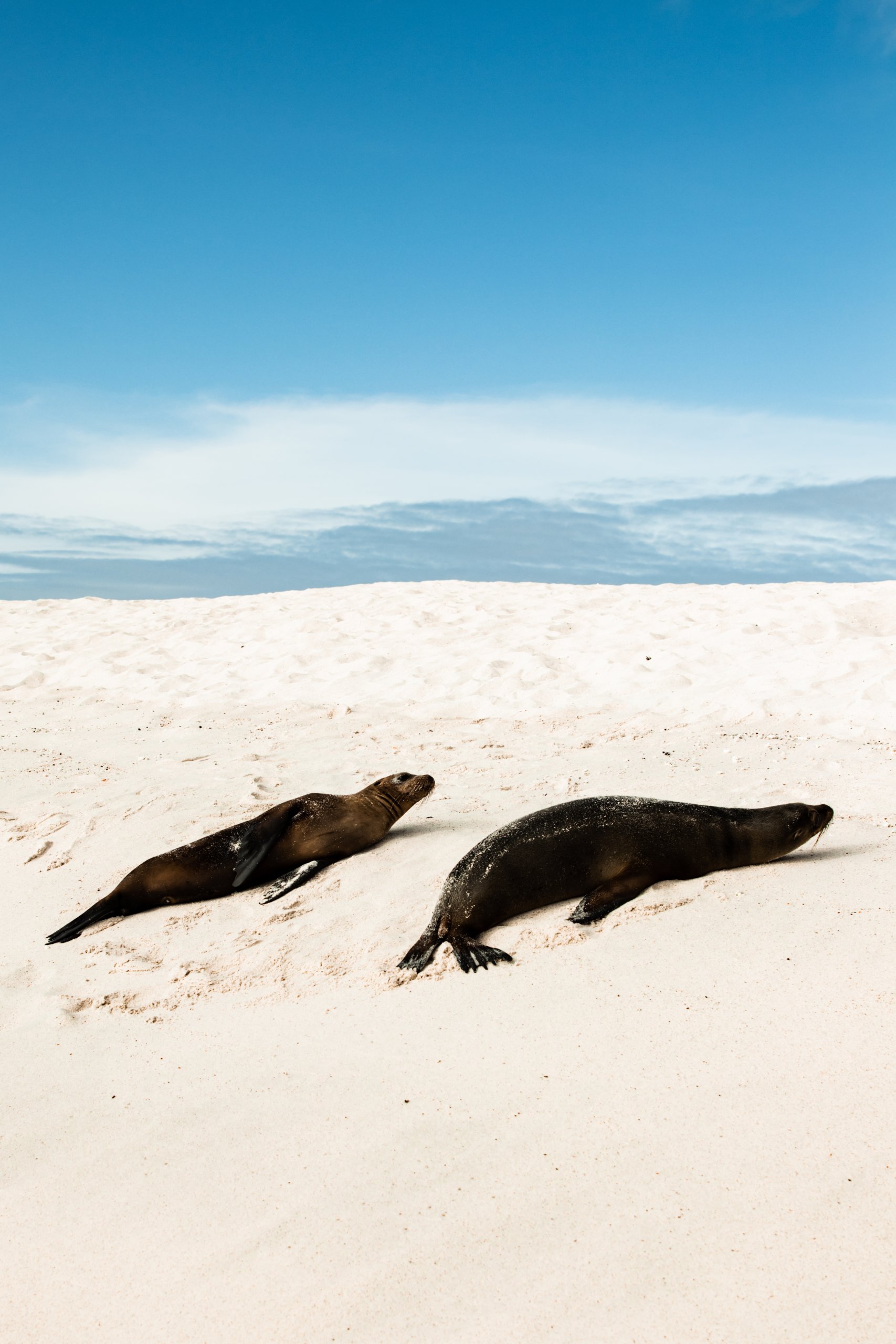 , Expedition Galapagos: 10 Tage auf Entdeckungsreise, Travelguide.at